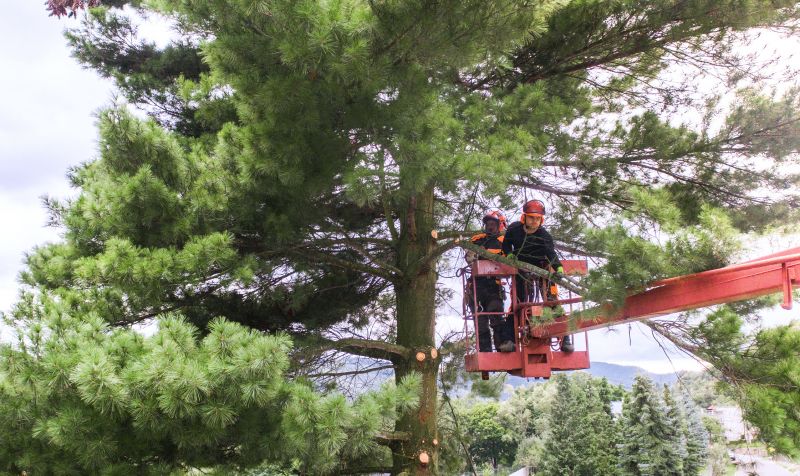 Arborist Spraying in Reno, NV