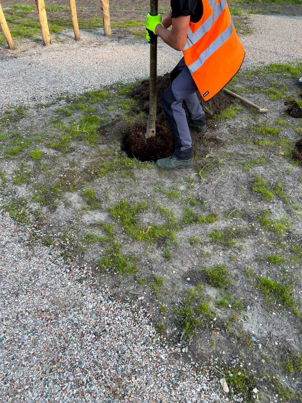 Dogwood Tree Planting in Honolulu, HI
