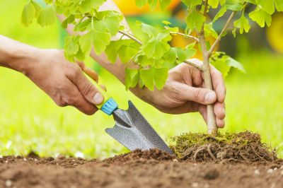 Dogwood Tree Planting in Honolulu, HI