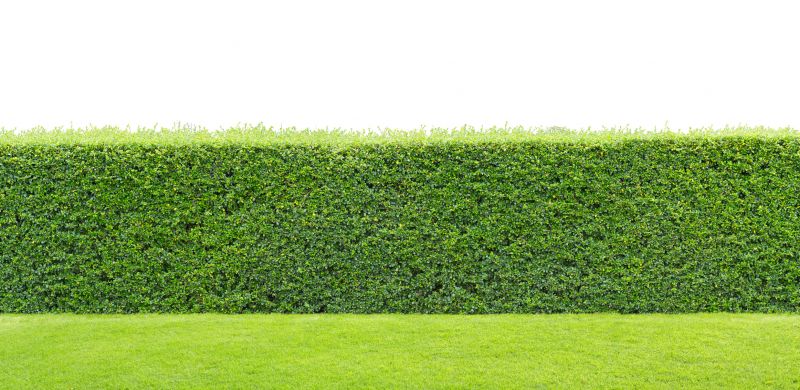 Hedge Replacement in Ventura County, CA