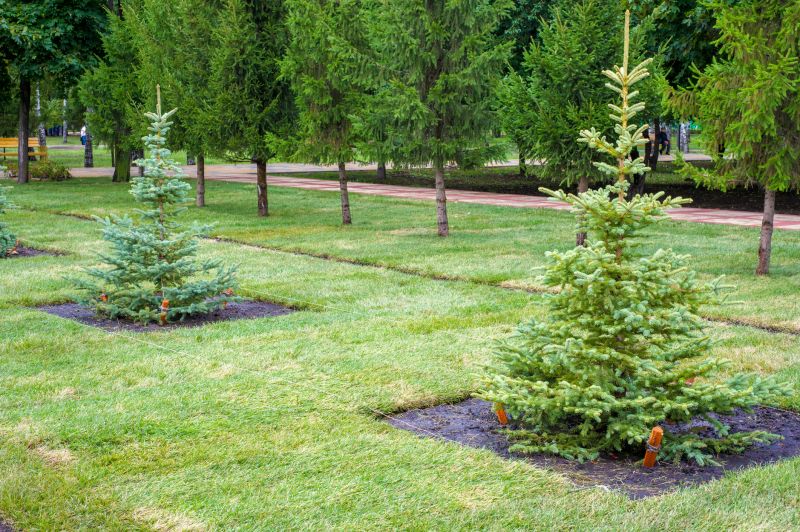 Pine Tree Planting in Ventura County, CA