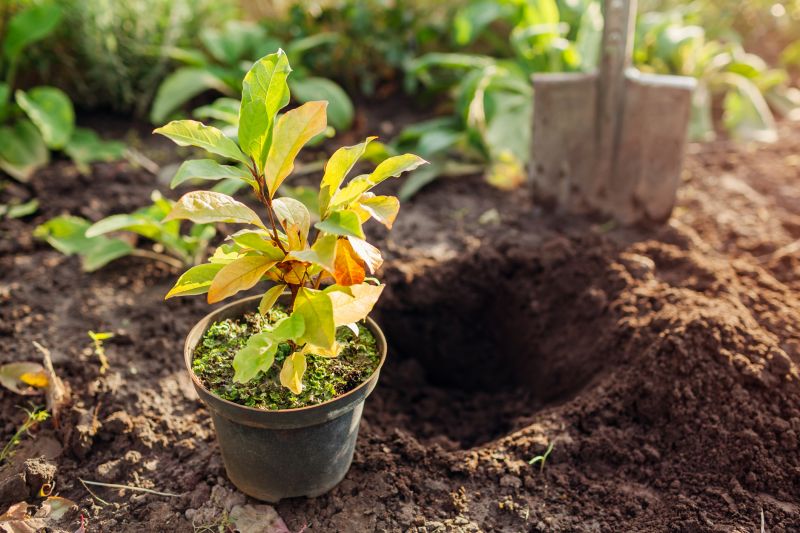 Plant Replacement in Honolulu, HI