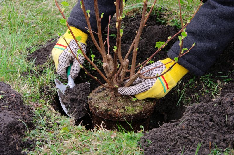 Plant Replacement in Honolulu, HI