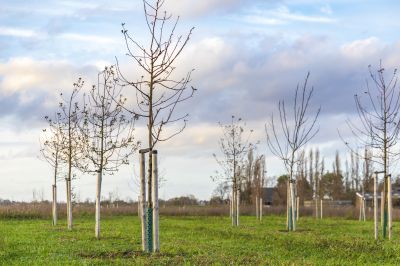 Privacy Trees Planting in Ventura County, CA