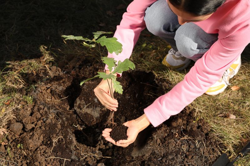 Privacy Trees Planting in Honolulu, HI