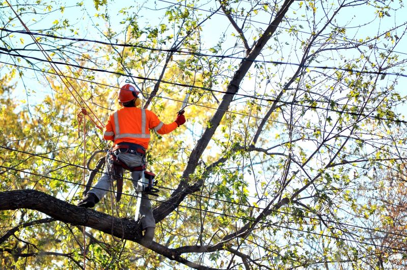 Shrub Care Service in Reno, NV