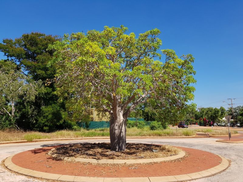Tree Edging Installation in Citrus County, FL