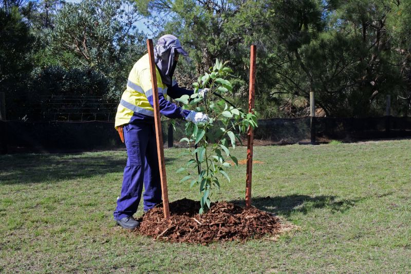 Tree Installation Service in Honolulu, HI