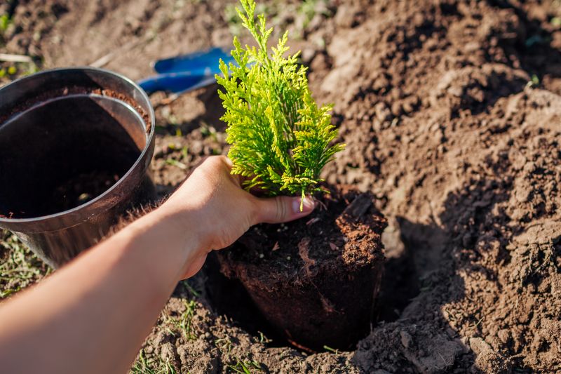 Tree Landscaping in Ventura County, CA