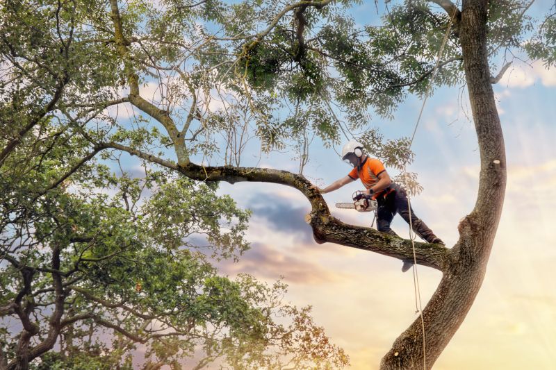 Tree Straightening Service in Reno, NV